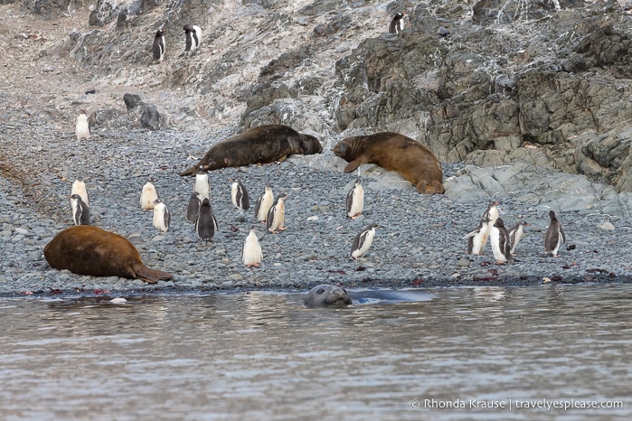 Trip to Antarctica- Itinerary for Visiting Antarctica, South Georgia and Falkland Islands on an Antarctic Expedition Cruise