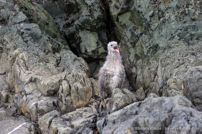 Trip to Antarctica- Itinerary for Visiting Antarctica, South Georgia and Falkland Islands on an Antarctic Expedition Cruise