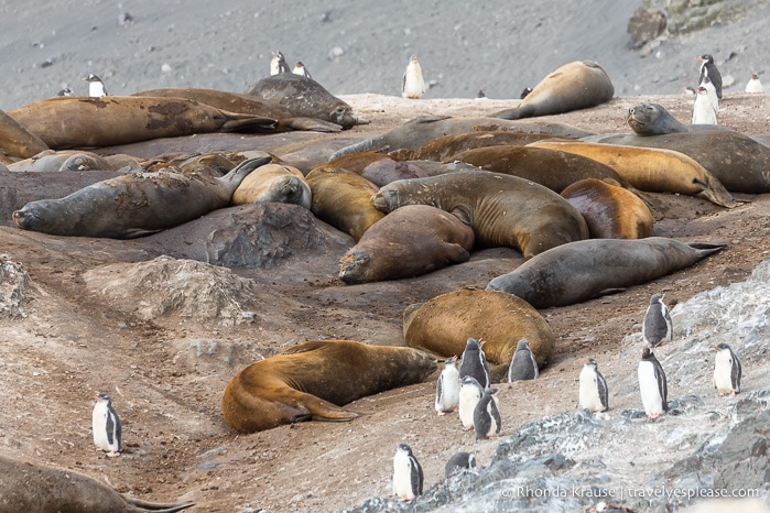 Antarctica Cruise Itinerary- Visiting Antarctica, South Georgia and the Falkland Islands