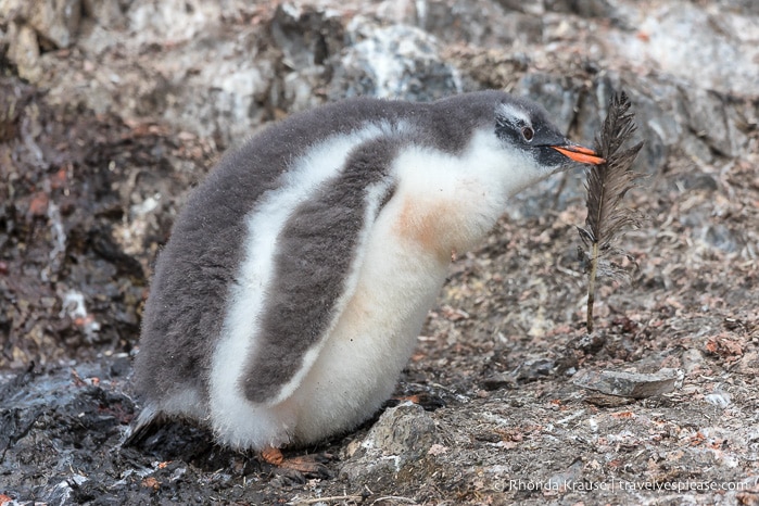 Antarctica Cruise Itinerary- Visiting Antarctica, South Georgia and the Falkland Islands