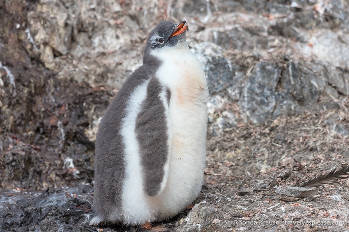 Antarctic Expedition- Cruise to Antarctica, South Georgia and the Falkland Islands