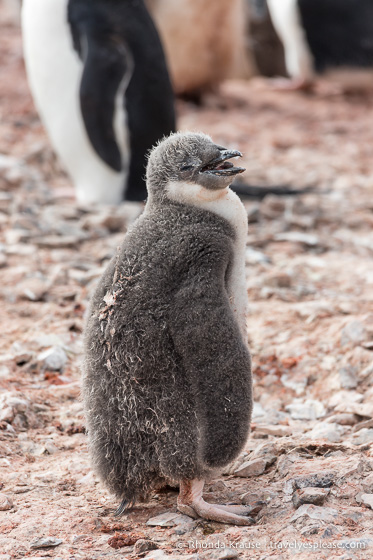 Antarctica Trip Itinerary- Cruise to Antarctica, South Georgia and Falkland Islands