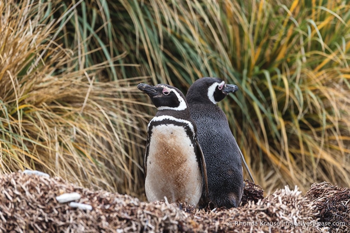 Antarctic Expedition- Cruise to Antarctica, South Georgia and the Falkland Islands