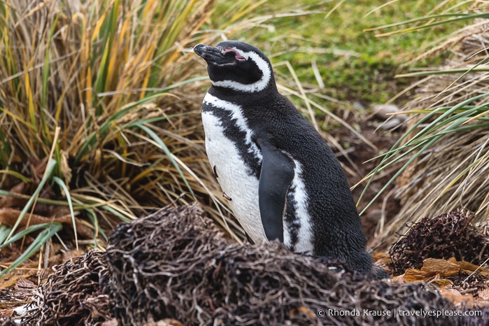 Antarctica Cruise Itinerary- Visiting Antarctica, South Georgia and the Falkland Islands