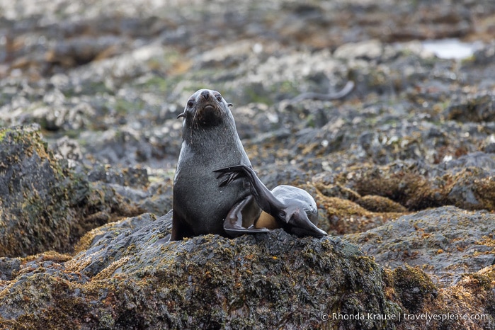 Antarctic Expedition- Cruise to Antarctica, South Georgia and the Falkland Islands