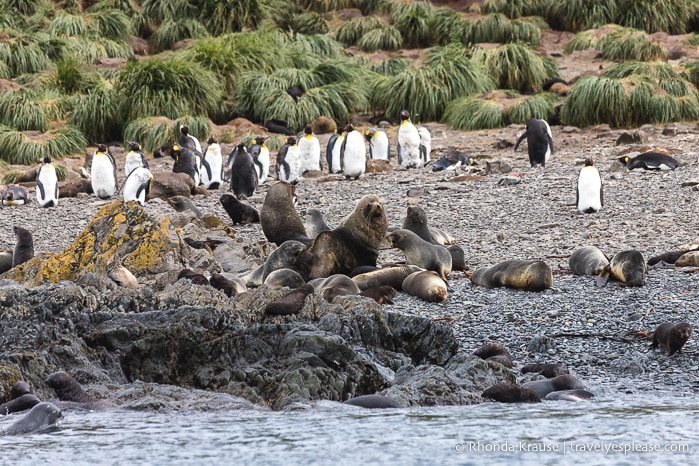 Antarctica Trip Itinerary- Cruise to Antarctica, South Georgia and Falkland Islands