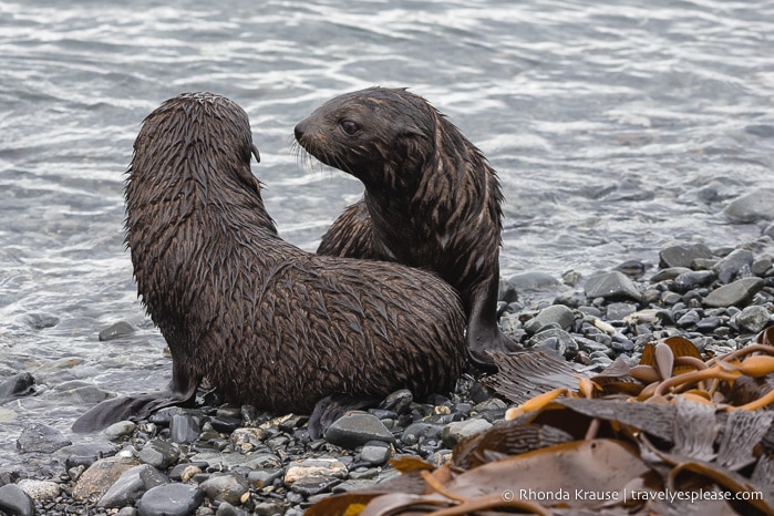 Antarctica Cruise Itinerary- Visiting Antarctica, South Georgia and the Falkland Islands