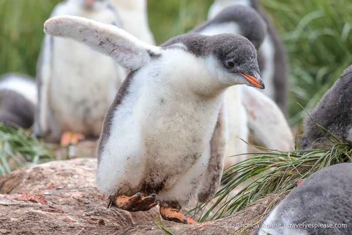 Antarctic Expedition- Cruise to Antarctica, South Georgia and the Falkland Islands