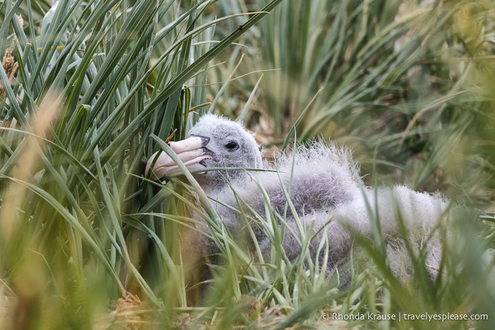 Petrel chick seen nesting during a cruise to South Georgia