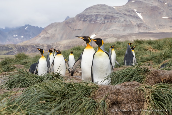 Antarctica Trip Itinerary- Cruise to Antarctica, South Georgia and Falkland Islands