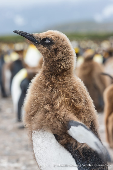 Moulting king penguin in South Georgia