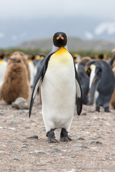 King penguin in South Georgia