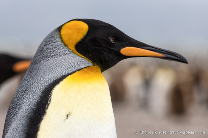 Close-up of a king penguin in South Georgia