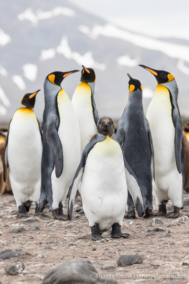 Group of king penguins in South Georgia