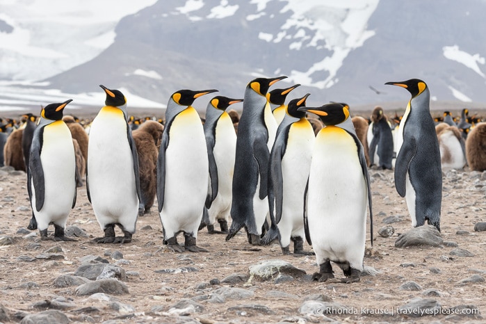 King penguin colony in South Georgia