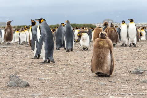 King penguins and chicks in South Georgia, a highlight of an Antarctic cruise