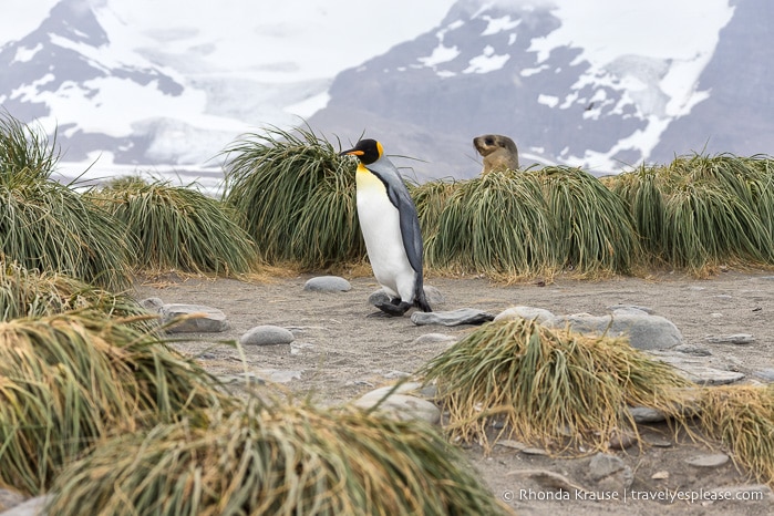 King penguin and seal in grass at Salisbury Plain