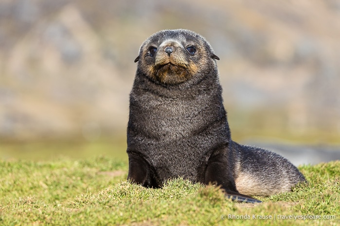 Fur seal pup in South Georgia
