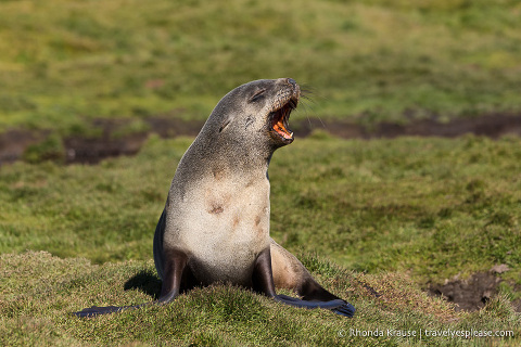 Vocalizing fur seal in South Georgia