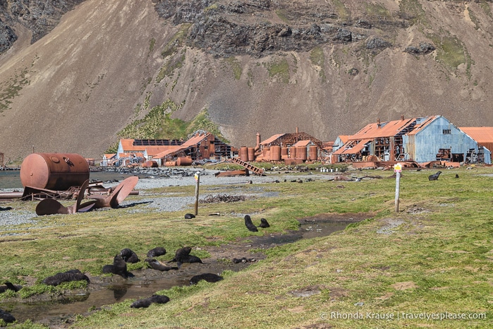 Antarctic Expedition- Cruise to Antarctica, South Georgia and the Falkland Islands