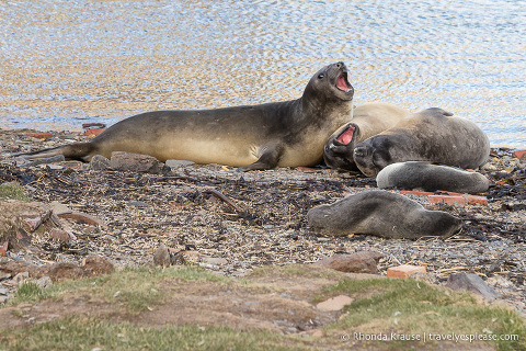 Elephant seals on a beach in South Georgia
