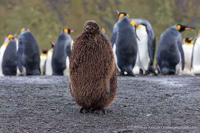 King penguin chick in the rain