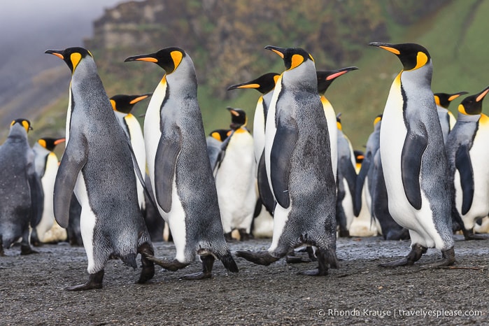 King penguins walking in a line in South Georgia