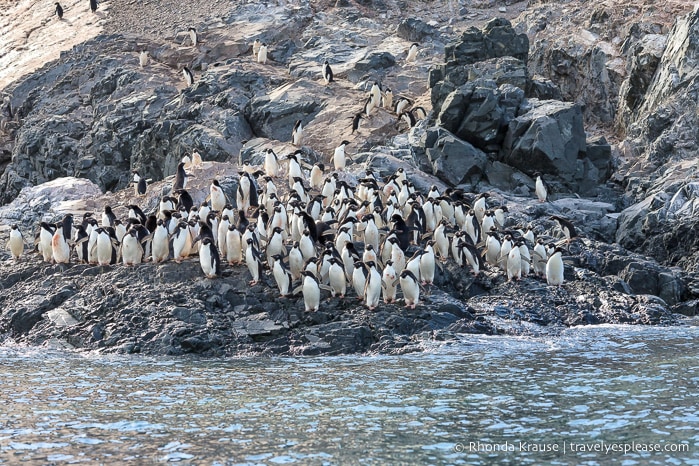 Adelie penguin colony in Antarctica