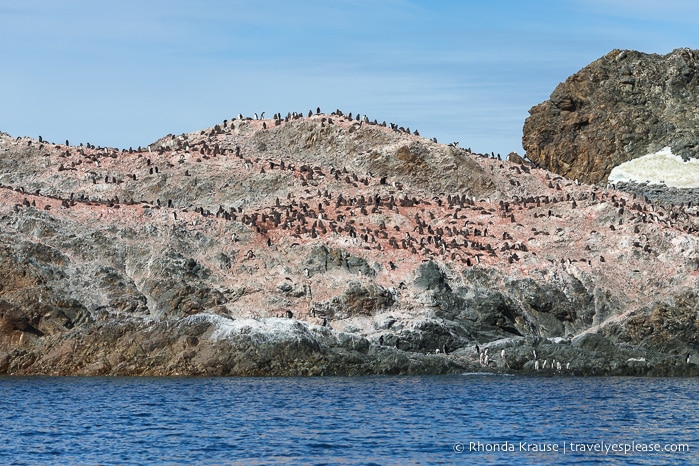 Adelie penguin colony on rocks in Antarctica