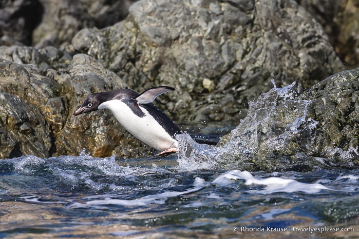 Adelie penguin jumping into water in Antarctica