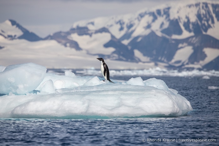 Antarctica Trip Itinerary- Cruise to Antarctica, South Georgia and Falkland Islands