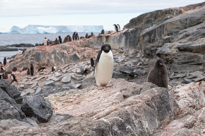 Adelie penguin colony visited on a cruise to Antarctica