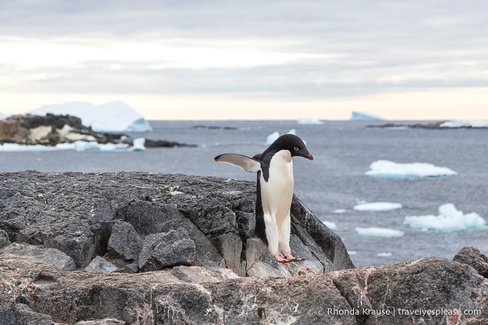 Trip to Antarctica- Itinerary for Visiting Antarctica, South Georgia and Falkland Islands on an Antarctic Expedition Cruise