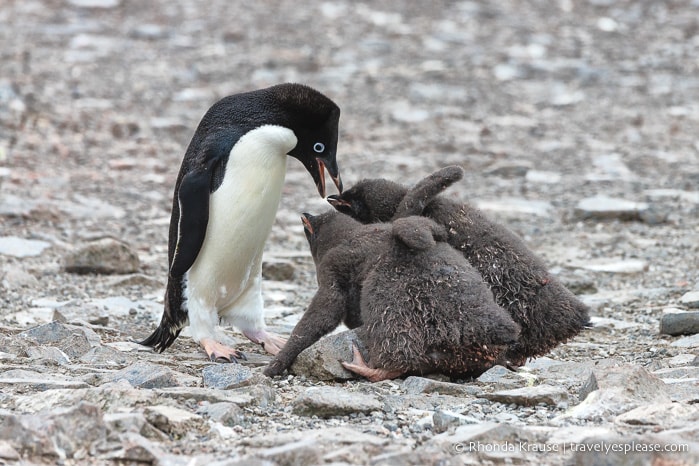 Antarctic Adventure- Expedition Cruise to Antarctica, South Georgia and Falkland Islands