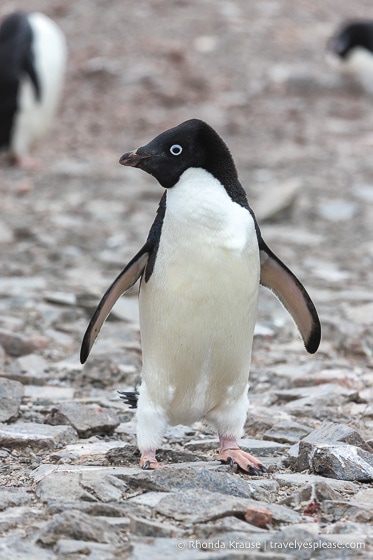 Adelie penguin in Antarctica