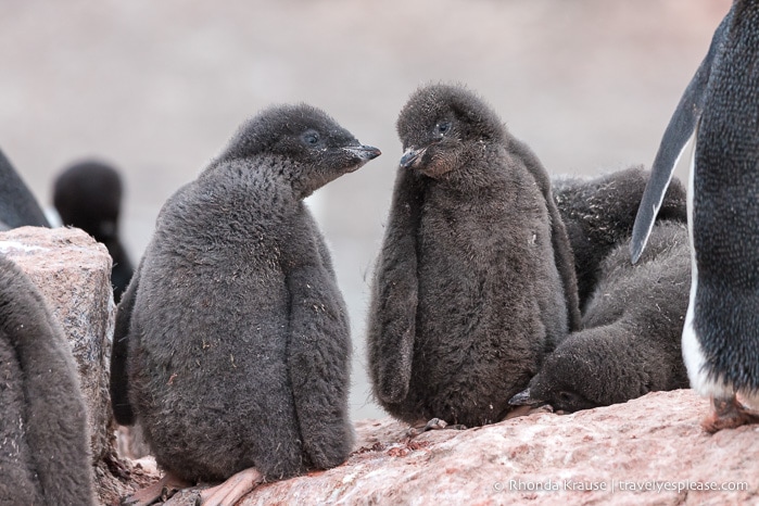 Antarctica Itinerary- Visit to Antarctica, South Georgia and Falkland Islands by Cruise
