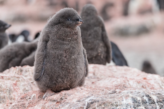 Adelie penguin chick in Antarctica
