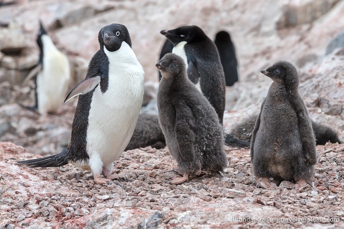 Adelie penguin and chicks in Antarctica