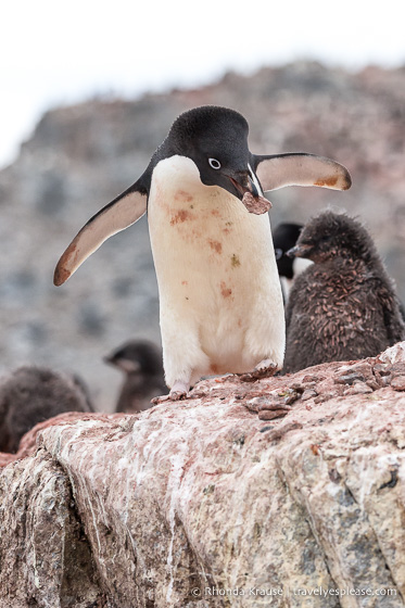 Adelie penguin bringing rocks to its nest