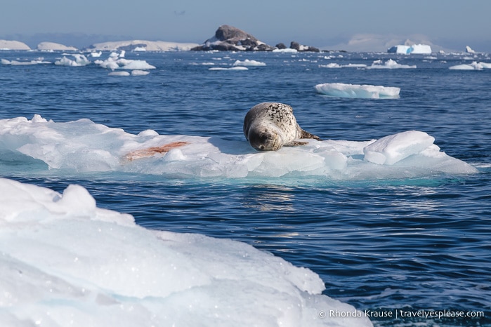 Antarctic Expedition- Cruise to Antarctica, South Georgia and the Falkland Islands