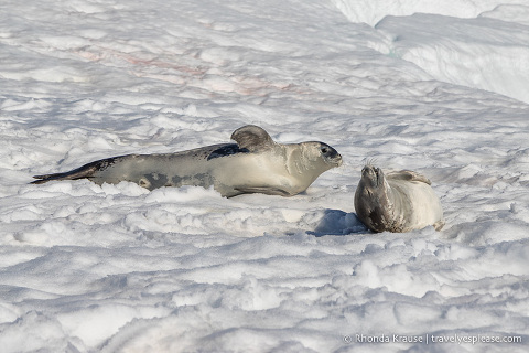 Seals in Antarctica laying in the snow
