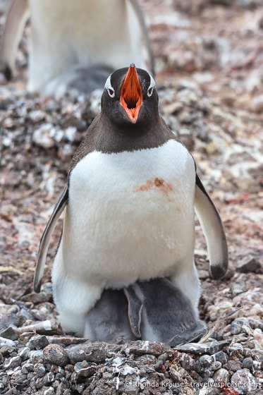 Vocalizing gentoo penguin with chicks