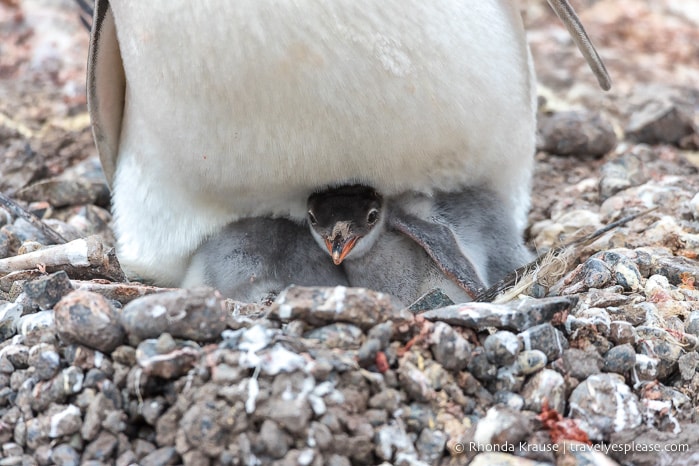 Antarctic Expedition- Cruise to Antarctica, South Georgia and the Falkland Islands