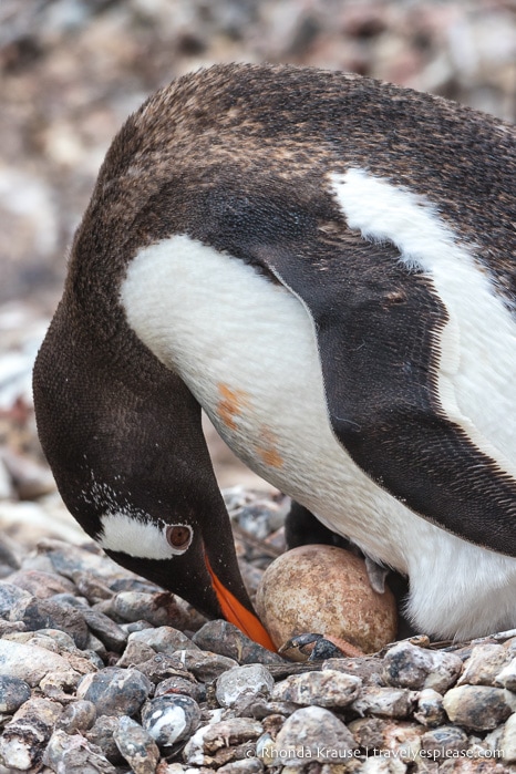 Gentoo penguin with egg in Antarctica