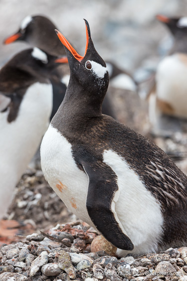 Gentoo penguin vocalizing in Antarctica 