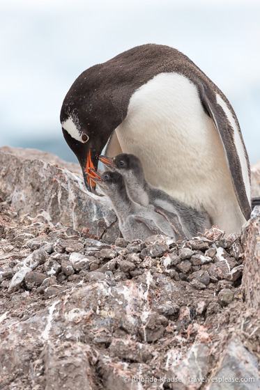 Antarctica Itinerary- Visit to Antarctica, South Georgia and Falkland Islands by Cruise