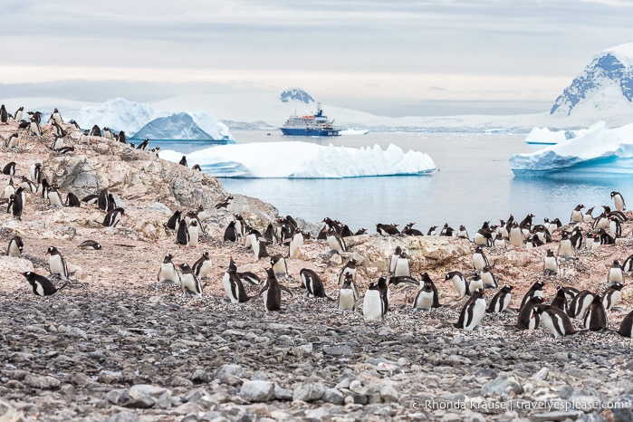 Antarctica Itinerary- Visit to Antarctica, South Georgia and Falkland Islands by Cruise