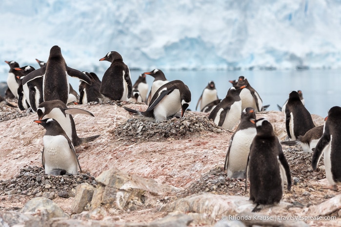 Nesting gentoo penguins in Antarctica
