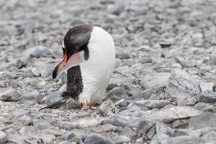 Gentoo penguin grooming after a swim