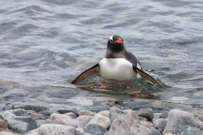 Gentoo penguin coming out of the water after a swim